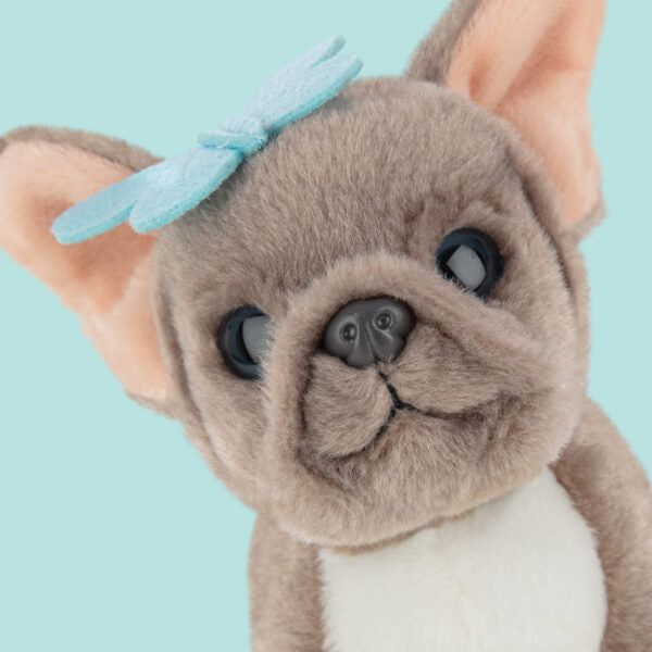 Franse Bulldog Puppy