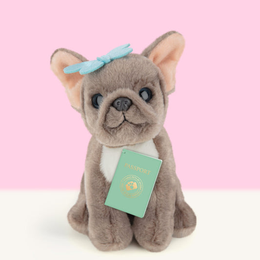 Franse Bulldog Puppy